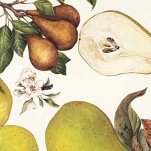 Large Pears Fruit Print Paper ~ Tassotti Italy